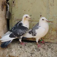دوکت سبز ومگس