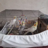 عروس هلندی یک جف و بچه