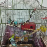 مرغ عشق و عروس هلندی