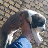 توله سرابی|سگ|زارچ, |دیوار