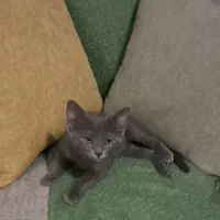 واگذاری گربه دوماهه