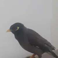 مرغ مینا دستی رام رام