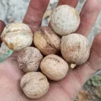 گردو تازه