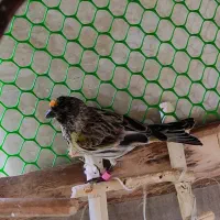 سهره گلبسر نر