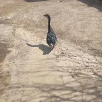 قوغاز اکراینی