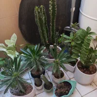 افوربیا  زامفولیا  کاکتوس موسی ماداگاسکار مرجان