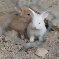 خرگوش زرنگ و باهوش