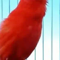 کوتوله،قناری،گرنچیک ،عروس ،طوطی