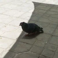 سیاه|پرنده|شیراز, مسلم|دیوار
