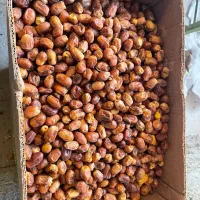 قصب|عمده‌فروشی|وحدتیه, |دیوار