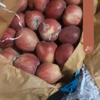 ۵ تن سیب درجه ۱ و سفید قرمز