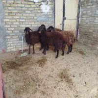 بره نروماده افشار|حیوانات مزرعه|بروجرد, |دیوار