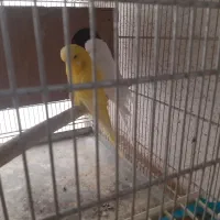 مرغ عشق هلندی گریدB جوجه داده|پرنده|اندیشه, اندیشه فاز ۵|دیوار