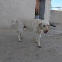 سگ تر تمیز|سگ|آشخانه, |دیوار