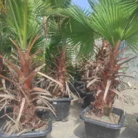 پالم واشنگتون حراج