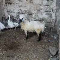بره ماده فروشی