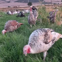 بوقلمون نر و ماده یکجا دونه ای یک و چهارصد