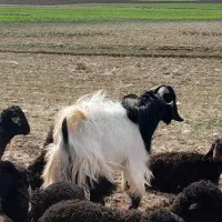 بز نر بزرگ و کشیده