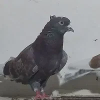 کبوتر کشیدنی هر دو نر