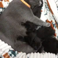 گربه خانگی بسیار باهوش تمیز|گربه|میانه, |دیوار