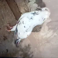 کفتر