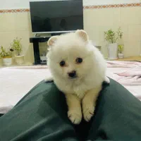 توله سگ پامرین پامر|سگ|هشتگرد, مدرس|دیوار