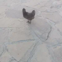 مرغ تخم گذار