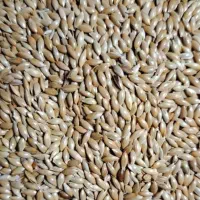 فروش تخم کتان