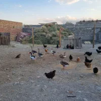 قاز محلی|حیوانات مزرعه|مرند, |دیوار