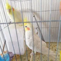 جفت عروس هلندی|پرنده|زرند, |دیوار