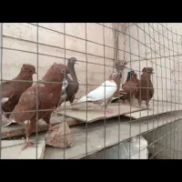 جوجه|پرنده|مشهد, هنرور|دیوار