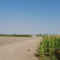 ۴ هکتار زمین با ۶ ساعت آب ک ۲ هکتارش آماده کشت هست|فروش دفتر صنعتی، کشاورزی، تجاری|جازموریان, |دیوار