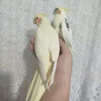 جفت عروس هلندی با 8 تا جوجه مفت