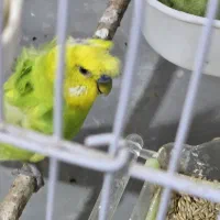 مرغ عشق نر پروانه ای