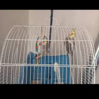 جفت عروس هلندی|پرنده|سنگر, |دیوار