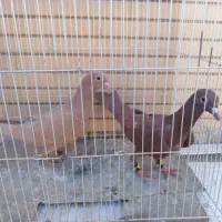 زرد و سرخ کرمونی و زاغ دمسفید|پرنده|تربت‌حیدریه, منصوریه|دیوار