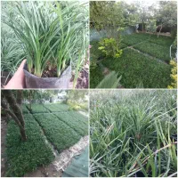 شمشادطلایی پاپیتال سیکاس یال اسبی، گل کاغذی ،مرداب|گل و گیاه طبیعی|رشت, فلسطین|دیوار