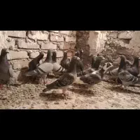 کفتر شهرستان