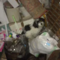 سگ پیدا شده