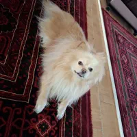 گم شده