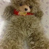 عروسک|اسباببازی بچه|گرگان, |دیوار