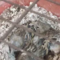 جوجه سهره قناری