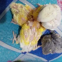 چهار عدد طوطی برزیلی