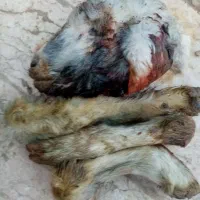 کله بره کوچک|حیوانات مزرعه|قم, سراجه (۱۵ خرداد)|دیوار