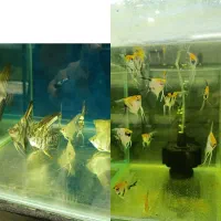 ماهی آکواریوم کالر زبرااسکار پرت مولی آنجل تترا کت|ماهی|تهران, جلیلی|دیوار