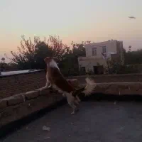 سگ.