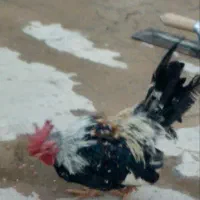 فروشی|حیوانات مزرعه|کشاورز, |دیوار