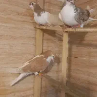 کفتر