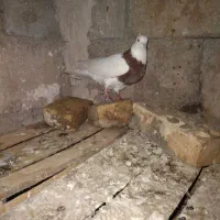 پرنده یا کبوتر|پرنده|شوش, |دیوار