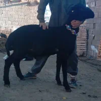 بره قوچ همو